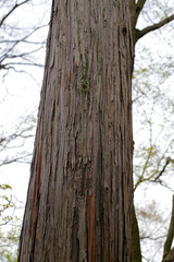 Fototapeta premium A large tree in Japan forest