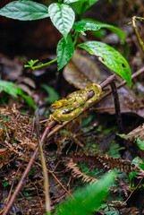 Eyelash Viper in Guanacaste, Costa Rica