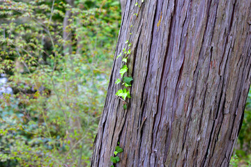A large tree in Japan forest