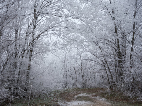 Fototapeta Winter forest 