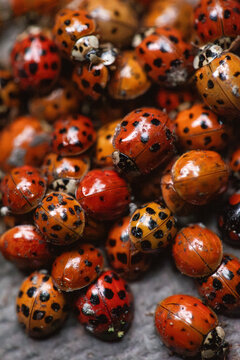Hibernating Ladybugs