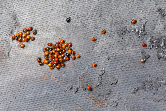 Clusters of Hibernating Ladybugs on a Rough Surface