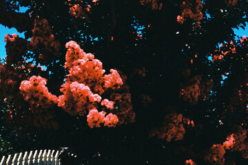 Film photo of a vibrant red blooms on a clear sunny day