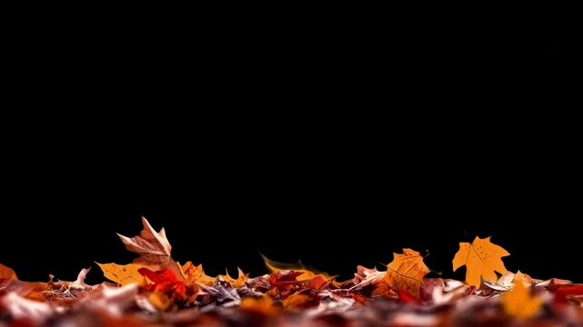 Vibrant autumn leaves falling gracefully animated overlay, transparent 4K video, alpha channel, ProRes 4444