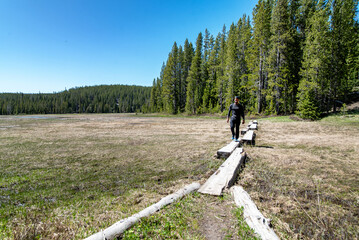 Scenery in Yellowstone National Park at the end of spring, early summer