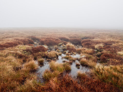 Foggy Wetland Scene with Autumnal Vegetation and Reflecting Water