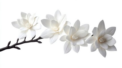 Obraz premium Elegant White Magnolia Branch Arrangement