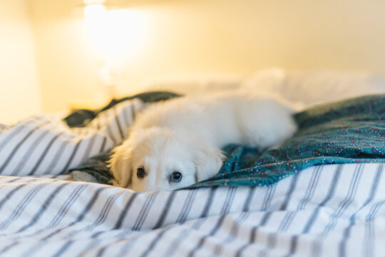 Adorable Puppy Relaxing on a Cozy Bed