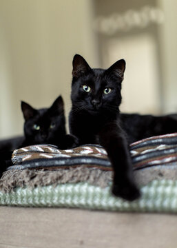 Two black cat on blankets in a stack