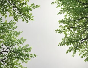 Fototapeta premium Tree branches with green leaves on a white background, forest, foliage, nature