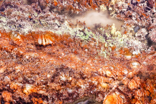 Java Moss Agate Macro  