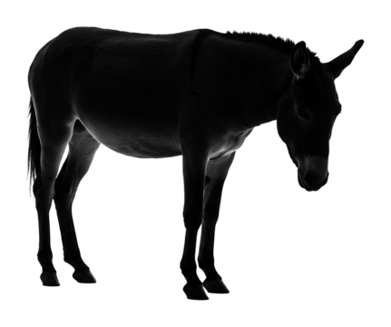 ロバシルエット白背景静止画