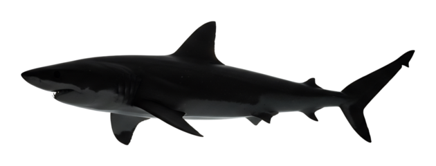 優雅に泳ぐ黒鮫シルエット