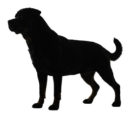 Obraz premium 凛々しい犬シルエット 白い背景