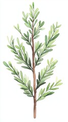 Fototapeta premium A detailed illustration of a green leafy branch showcasing various shades and intricate leaf patterns.