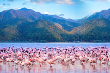 Africa. Kenya. Lake Nakuru. Flamingo. Flock of flamingos. The nature of Kenya. Birds of Africa.