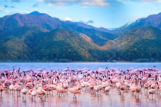 Africa. Kenya. Lake Nakuru. Flamingo. Flock of flamingos. The nature of Kenya. Birds of Africa.