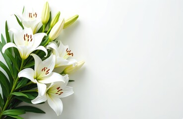 Obraz premium Elegant white lily flowers branch. Pure white, green colors on white background. Floral design, mourning background, funeral or memorial. Spring flowers, bouquet, fresh, natural, beauty.