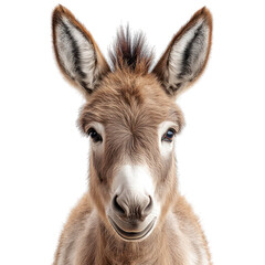 Obraz premium Donkey on Transparent Background
