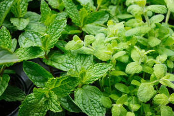 Mint herb plants