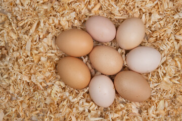 Freshly laid eggs nestled in wood shavings. Symbolizing farm freshness, natural ingredients, and the wholesome simplicity of rural living, perfect for healthy, home-cooked meals.
