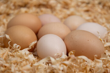 Freshly gathered chicken eggs in a bed of wood shavings.