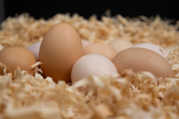 Freshly Laid Eggs in a Bed of Wood Shavings