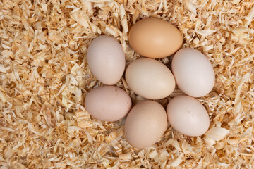 Fresh chicken eggs nestled in a bed of wood shavings, waiting to be collected. Symbolizing farm...