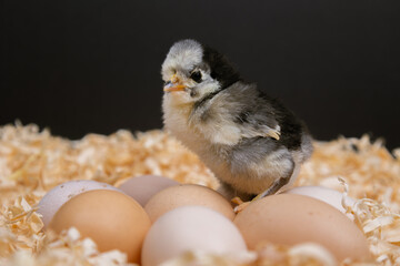 A cute baby chick standing on top of brown eggs in a nest. Symbolizing new beginnings, innocence, and the warmth of farm life, capturing the essence of nature&rsquo;s cycle and the charm of rural animals.
