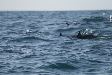 Fototapeta premium Amazing Dolphins in the Indian Ocean, Sri Lanka 