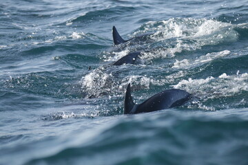 Fototapeta premium Amazing Dolphins in the Indian Ocean, Sri Lanka 
