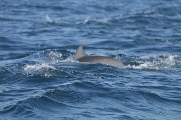 Obraz premium Amazing Dolphins in the Indian Ocean, Sri Lanka 