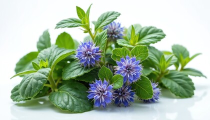 Comfrey herb Symphytum officinale with vibrant blue flower blooms. Herbal plant with green foliage, known for medicinal, skincare, cosmetic properties. Natural remedy ingredient for health, wellness.