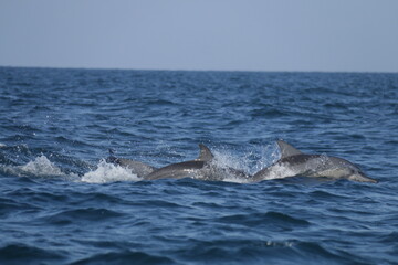 Fototapeta premium Amazing Dolphins in the Indian Ocean, Sri Lanka 