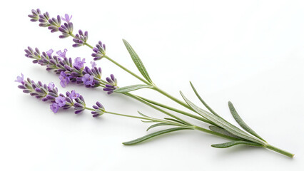 Fototapeta premium Lavender Close-Up