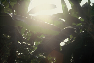 Slide film photo. Banana jungle with natural lens flare effect
