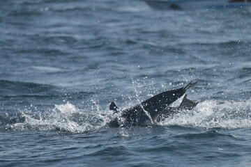 Naklejka premium Amazing Dolphins in the Indian Ocean, Sri Lanka 