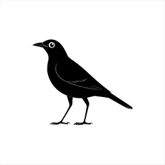 Obraz premium Black Bird Silhouette on White Background