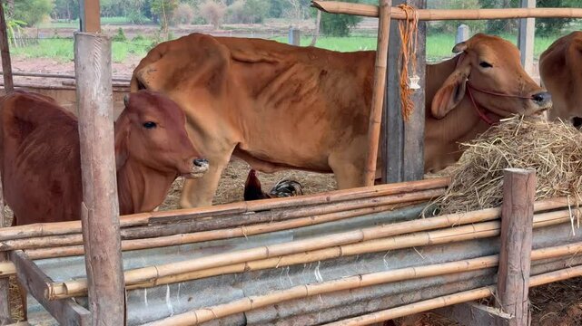 Brown calf eating hay from a black feeding trough with mother cow in the background at a rural farm. Agriculture and livestock farming concept.