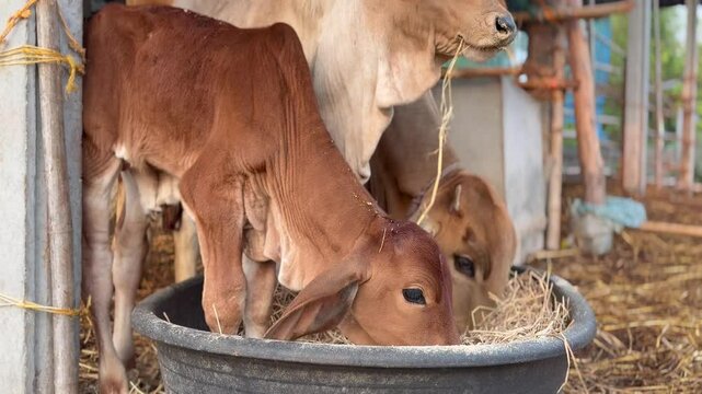 Brown calf eating hay from a black feeding trough with mother cow in the background at a rural farm. Agriculture and livestock farming concept.
