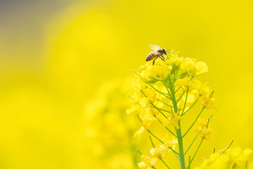 菜の花畑で蜜集めをするミツバチ