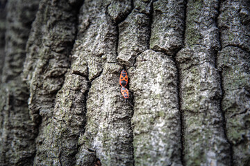 A selective blur reveals the intricate details of Pyrrhocoricin firebugs, Pyrrhocoris apterus,...