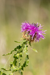 Empiezan a verse las Centaurea sphaerocephalum