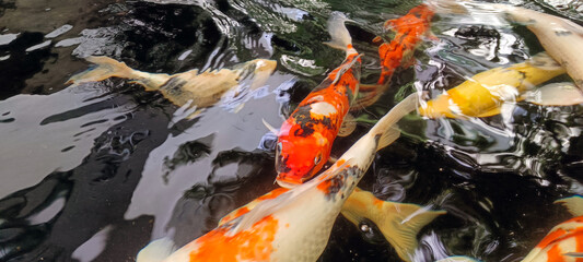 Koi fish are fed in the pond