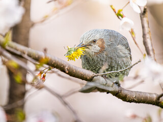 桜にとまるヒヨドリ。タンポポを食べるヒヨドリ