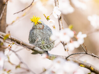 桜にとまるヒヨドリ。タンポポを食べるヒヨドリ