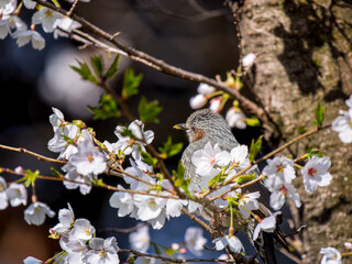 桜にとまるヒヨドリ