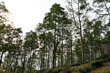 Fototapeta premium trees in the forest