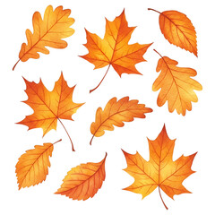Obraz premium Scattered Autumn Leaves. A set of hand-painted watercolor autumn leaves in warm golden yellow, burnt orange, and deep red hues