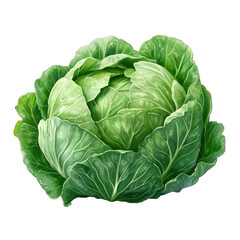 Fresh cabbage on a transparent background --s 750